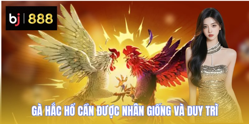 Gà Hắc Hổ cần được nhân giống và duy trì