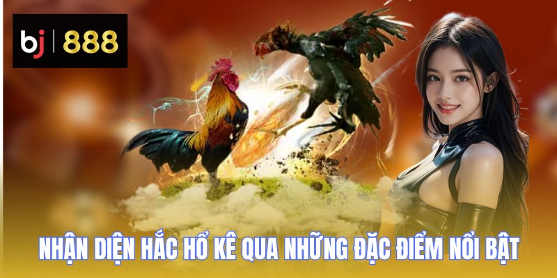 Nhận diện Hắc Hổ kê qua những đặc điểm nổi bật